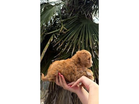 Maltipoo yavrumız yeni yuvasına hazır