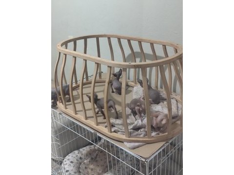 Sphynx home old eyesler
