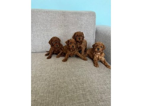 Kendi kızımın poodle bebekleri