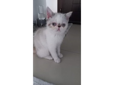 1 dişi ve 1 erkek exotic shorthair yavru