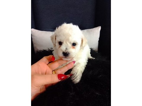 Bichon frise yavruları