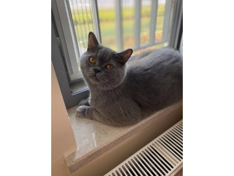 British kedi shorthair