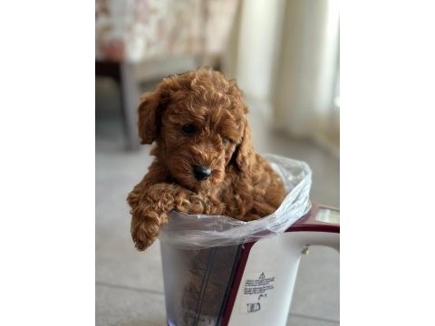 Toy poodle yavrularım