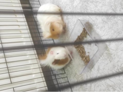 Guinea piglerime yuva arıyoruz