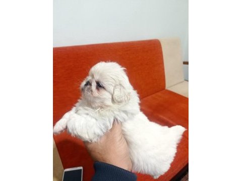 Pekinez yavru köpekler