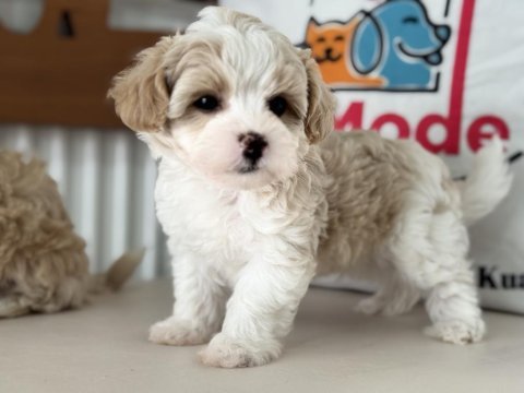 Ruhsatlı çiftlilde ziyarete açık kore tea cup maltipoo