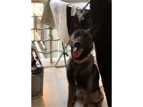 Acil uyguna tüm eşyalarıyla verilecek malinois