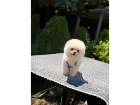 Kar beyaz pomeranian boo