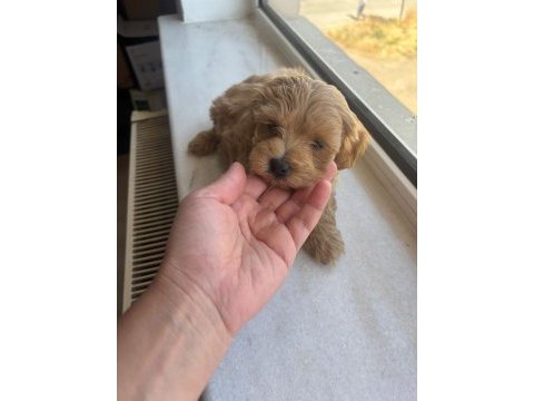 Teacup maltipoo köpekler