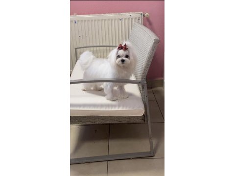 Safkan maltese yavru