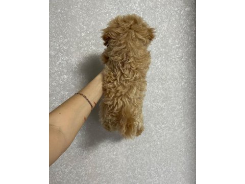 Dünya tatlısı maltipoo yavruları