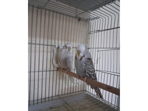 Dişi show jumbo muhabbet kuşları