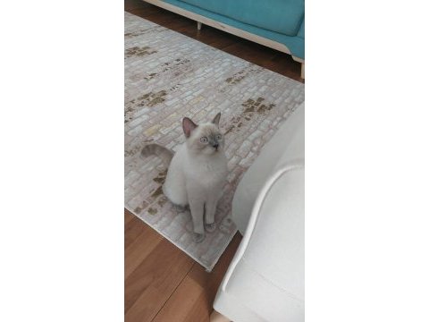 Blue point 3 yaşında kısır erkek ücretsiz sahiplen