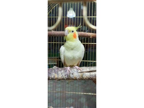 Sultan papağanı lutino