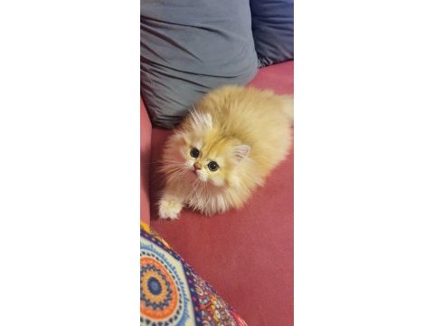 Secereli british longhair yavrularımız