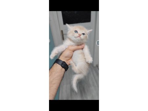 British shorthair kedisi