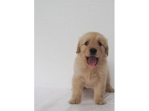 Baby face golden retriever yavrularımız
