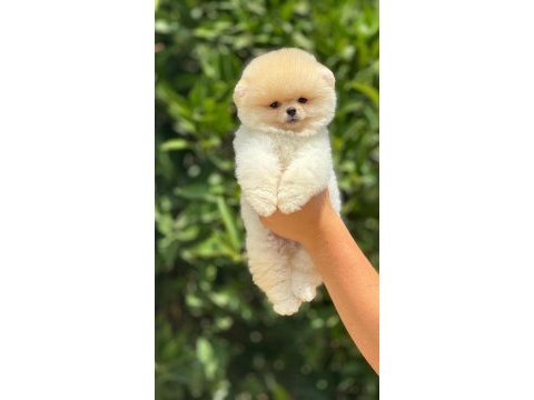 Pati ver sizler için burada pomeranian