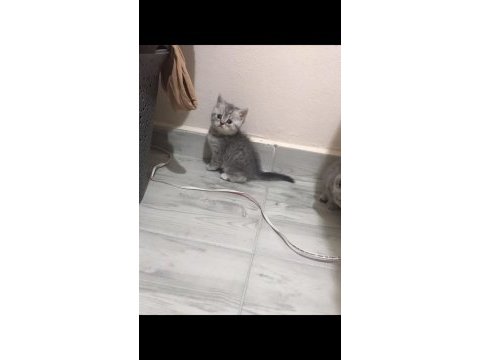British shorthair tabby