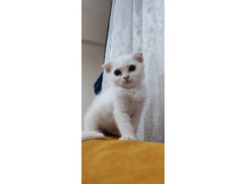 Scottish fold kartopu
