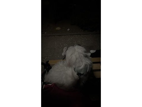 Acil sahiplendirme maltipoo köpeği
