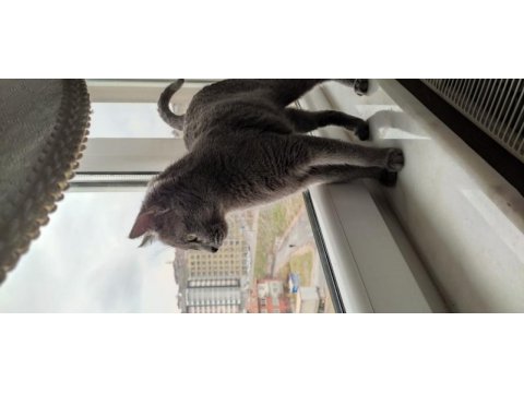 Prenses british shorthair yeni ailesini arıyor