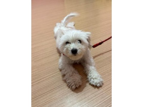 Ücretsiz sahiplendirme dişi köpeğimiz