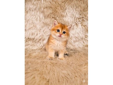Özel renk british shorthair yavrular