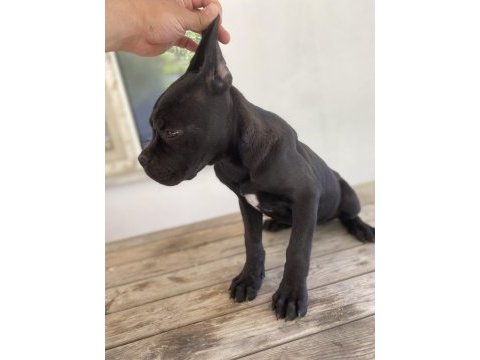 Cane corso dişi yavrular