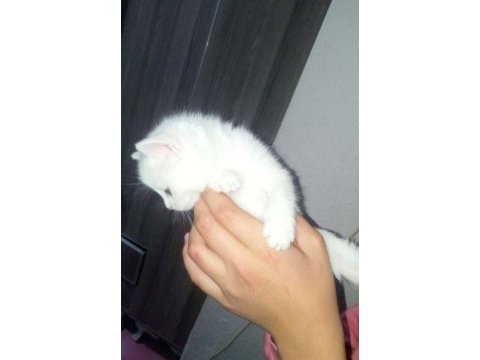 Renk renk british shorthair bebekler