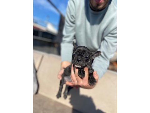 Haskan french bulldog yavrularımızı sahiplendiriyoruz