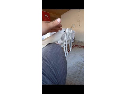 Sevimli kırmızı göz albino sultan papağanı