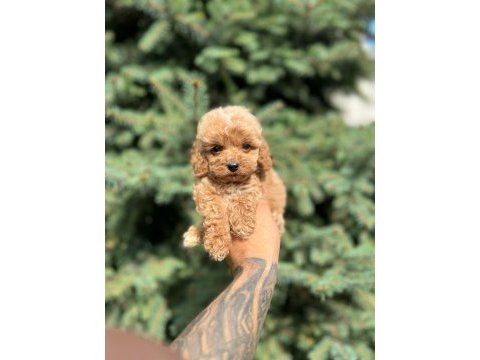 Türkiyenin en güzel maltipoo yavruları