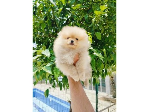 Pomeranian yavruları