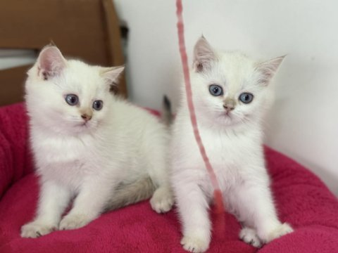Ankaranın en elit british shorthair ve longhair yavruları