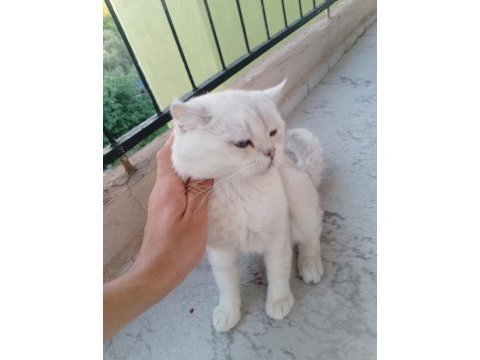 1 çift british shorthair