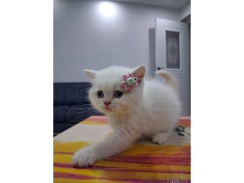 British shorthair mavi gözlü red point yavrularım