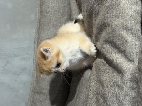 British golden