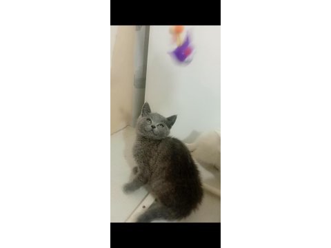 Gerçek bir dost kedi ise istediğiniz tamda doğru yerdesiniz