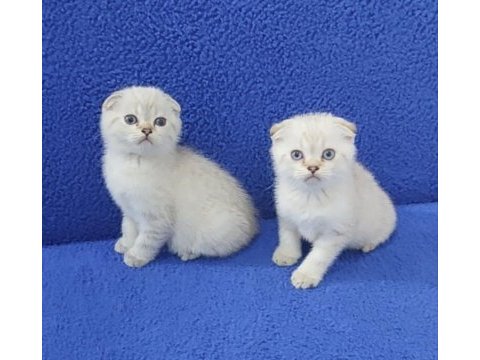 Teslime  hazır mavi boncuk pıtırcıklar kaçırmayın