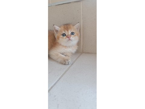 Acil bursa golden erkek ve dişi british shorthair yavrular