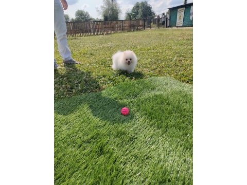Pomeranian yavrularımız her ile gönderim sağlanır