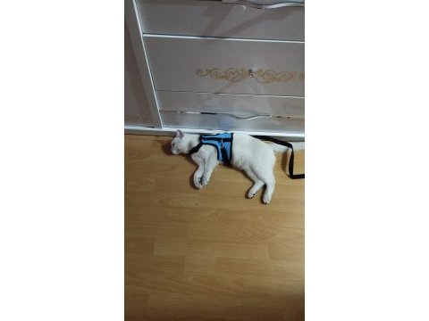 8 aylık anne baba şecereli british shorthair