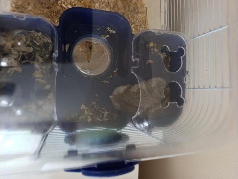 Gonzales hamster ile birlikte verilecek