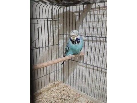Muhabbet kuşu show