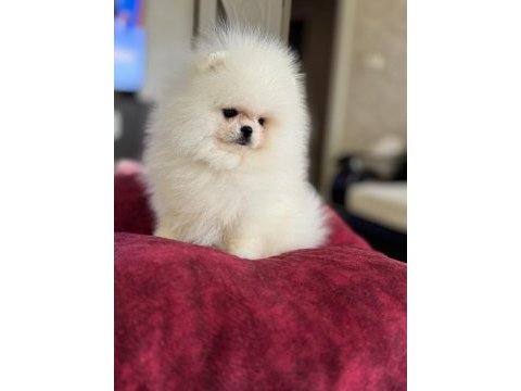 Kraliçe gibi pomeranian boo dişi