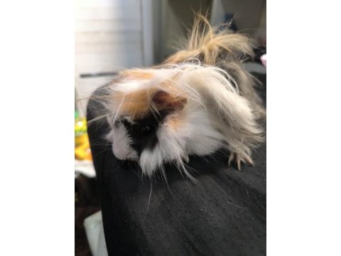 Ginepig evde beslemelik ısırmaz