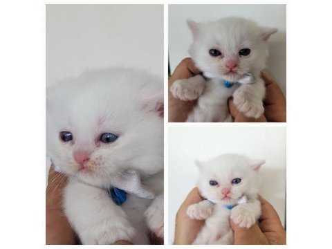 British shorthair bilgi özelden verilecek