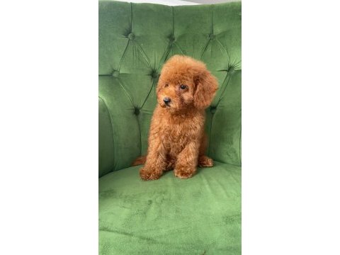Evimizde büyüyen poodle yavrularımız