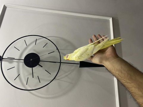 Yem kırabilen yavru sultan papağanı